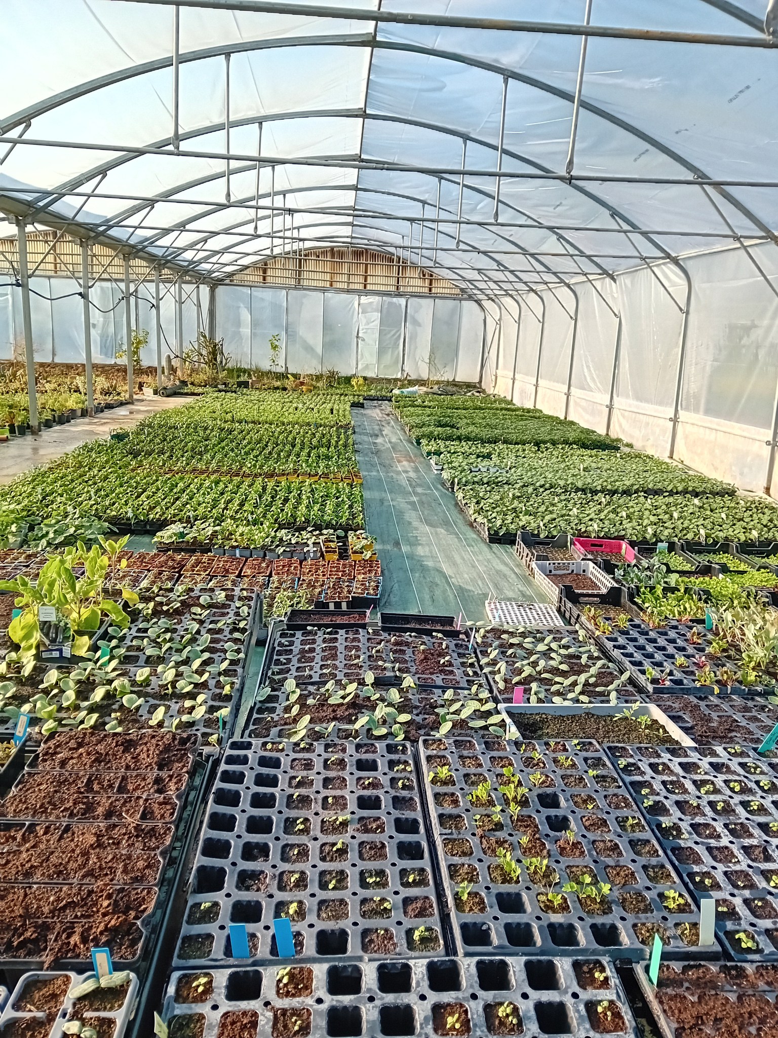 Vue de la serre à l'intérieur Intérieur d’une grande serre avec des rangées organisées de jeunes plants en godets noirs. Les plantes sont à différents stades de croissance, sous une structure en plastique transparent laissant entrer la lumière naturelle.